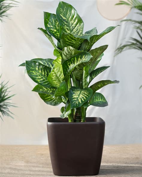 50 Indoor House Plants Best Indoor Plants For Home Plantsnap