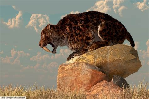 Smilodon Facts For Kids And Adults Prehistoric Animal Info And Pictures