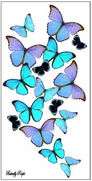 Condobox Butterfly Art