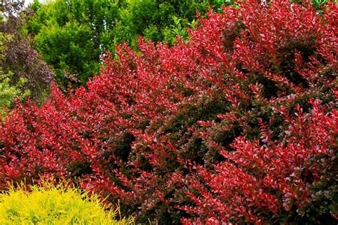 Vari tipi di siepi fiorite. Siepi ornamentali - Siepi - Siepi ornamentali per il giardino