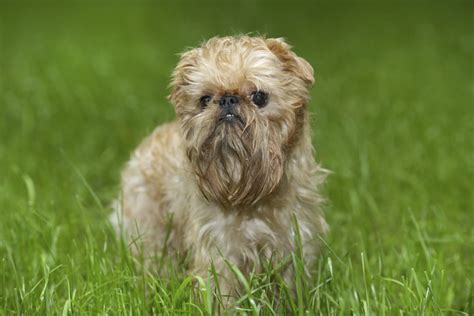 20 Small Dog Breeds That Are The Cutest Creatures On The