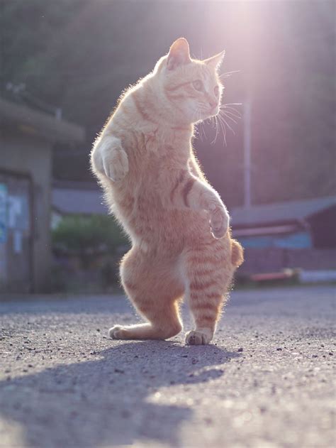 Of The Funniest Dancing Cat Pics