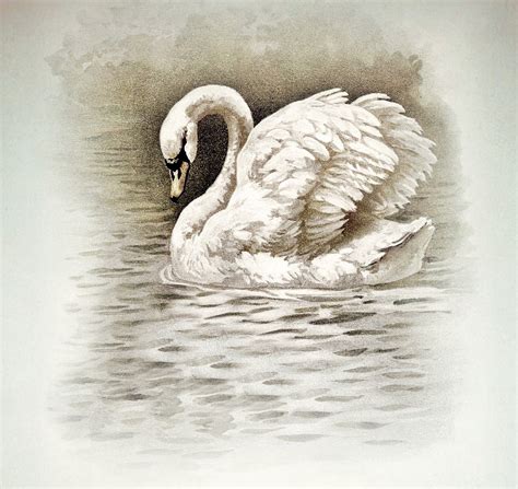 6a00e551efabbb8834013488b07c83970c Pi 1320×1245 Swan Tattoo Swans