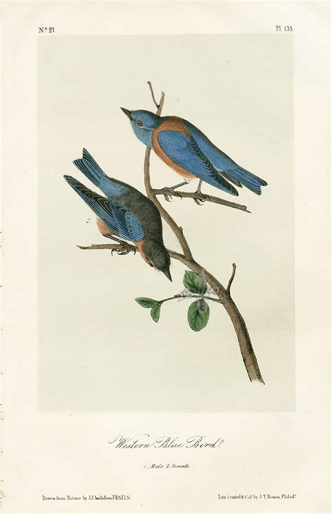 Audubon Bird Prints From Birds Of America 1st Octavo Edition 1840 1844