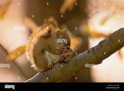 Rotes Eichhörnchen Tamiasciurus Hudsonicus Erwachsenen Ernährt Kiefer Samen And Anderen Nüssen