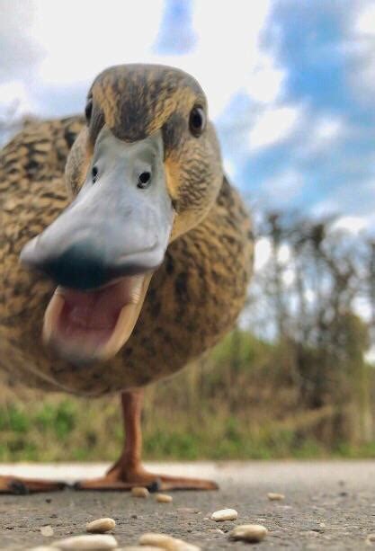 Ive Never Encountered A More Hungry Duck Raww