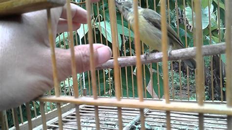 Burung kedasih atau burung emprit ganthil adalah jenis burung yang sangat populer di indonesia, tapi kepopuleran burung. Kicau prit gantil masteran - YouTube