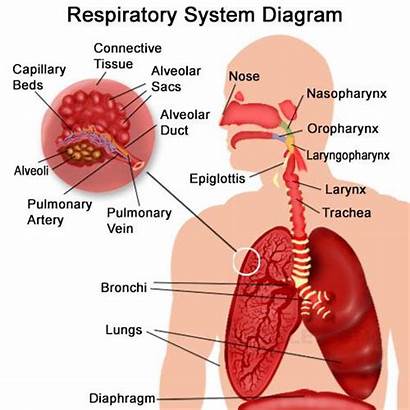 Respiratory System Organs Human Functions Exchange Function