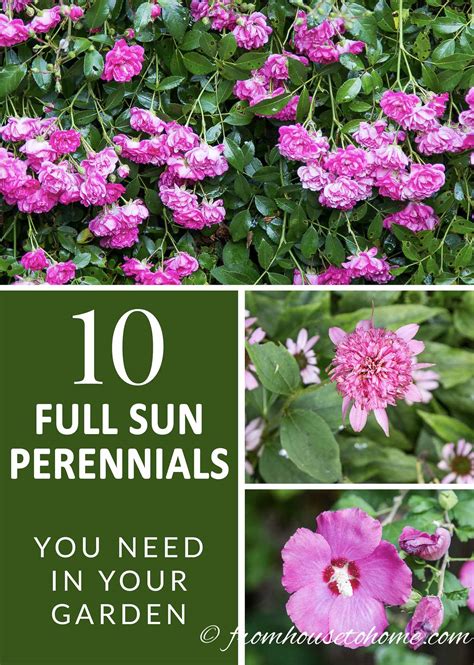 16 Full Sun Perennials Low Maintenance Plants That Thrive In Sun