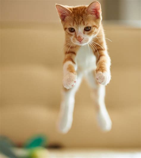 21 Fabulous Jumping Cats Will Make You Go Aww