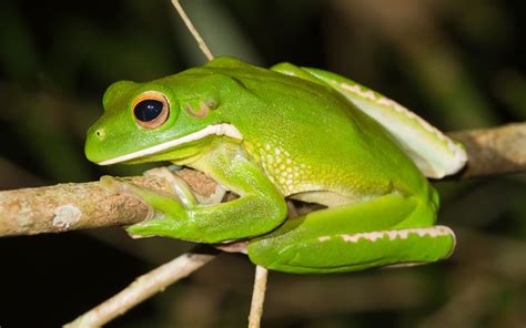 Green Tree Frog Pets