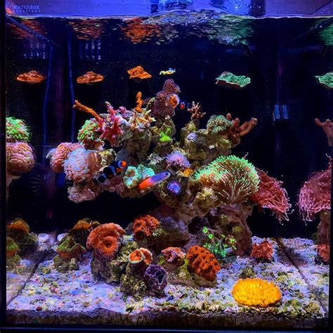 Awesome Mixed Nano Reef From Hernanoreefs On Instagram Saltwater