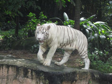 Filewhite Tigers Singapore Zoo 11 Wikipedia