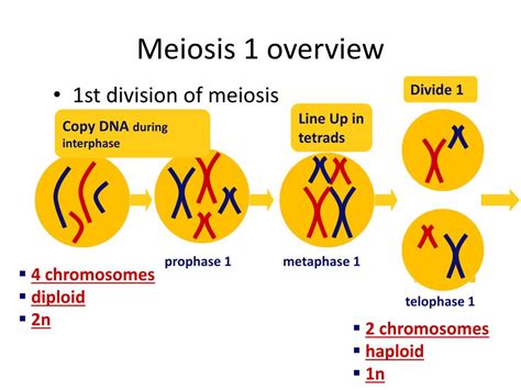 PPT Stages Of Meiosis PowerPoint Presentation Free Download ID