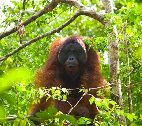 Premium Photo Big Male Orangutan On A Tree In The Wild Indonesia