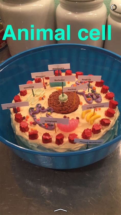 Biology Edible Animal Cell Animal Cell Cells Project