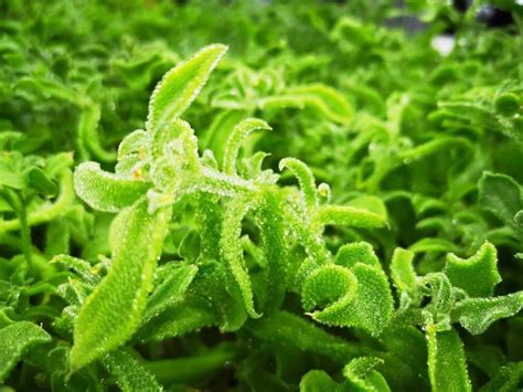 Ice Plant Singapore Buy Freshly Grown Crystalline Ice Plants From