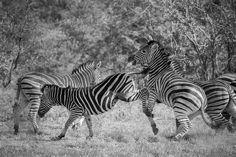 Trip Report Conservation Photography In South Africa With African