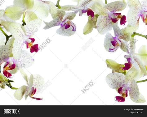 Orchids Frame Image And Photo Free Trial Bigstock