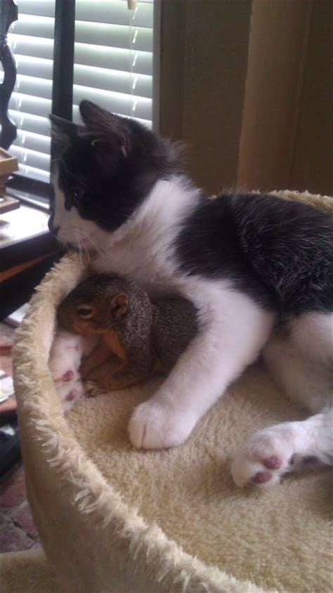 Squirrel And Cat Form Unlikely Friendship Photo Huffpost