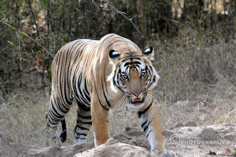India Wildlife Ramdas Iyer Photography