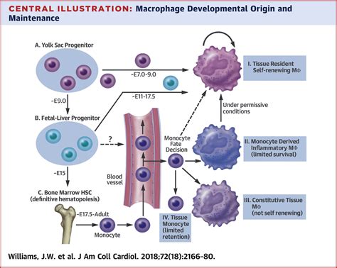 Macrophage Biology Classification And Phenotype In Cardiovascular