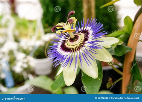 The Blue Passionflower Stock Photo Image Of Bright Lovely 72212892