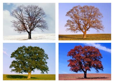 Tree In 4 Seasons Four Seasons Nature Photo Set Of 4 Etsy