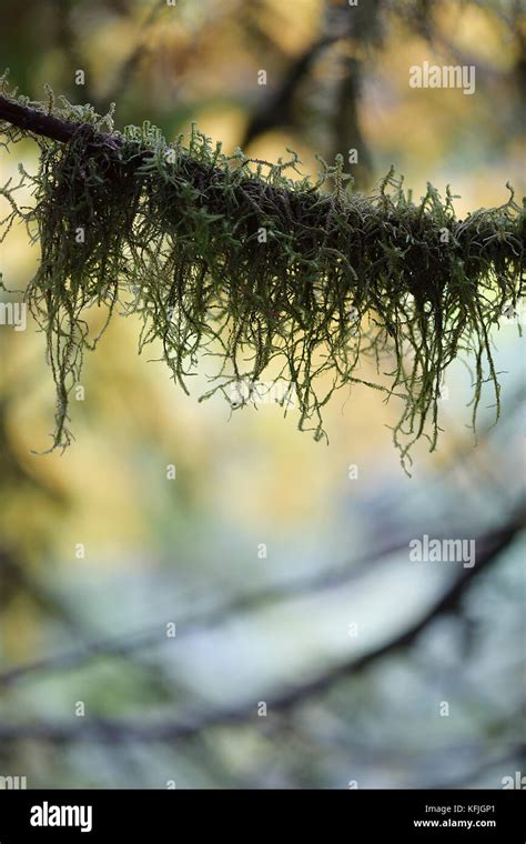 Artistic Closeup Of Moss On A Tree Branch With Fall Nature Leaves In