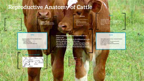 Reproductive Anatomy Of Cattle By Kaylee Chaney