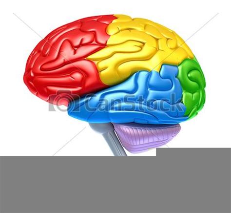 Clipart Of Brains Free Images At Vector Clip Art Online