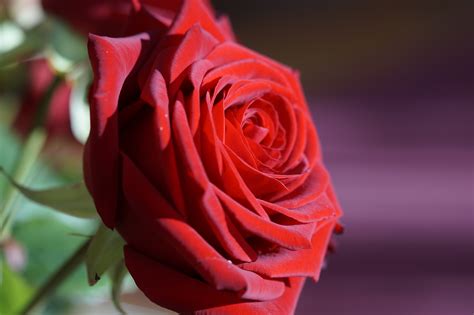 Images Gratuites Fleur Pétale Floraison Romance Romantique Rose Rouge Jour De Mariage