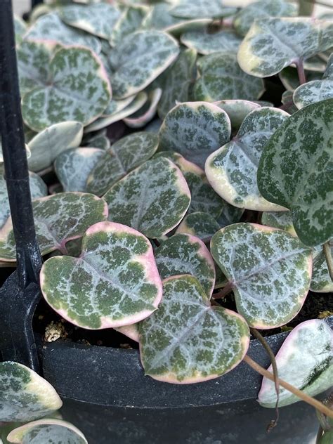 Variegated String Of Hearts Succulent Plant Ceropegia Woodii Etsy