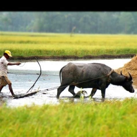 A Filipino Farmer Plowing A Rice Field With The Help Of His Carabao