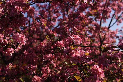 Tree Pink Spring Bloom Flowers Free Nature Pictures By Forestwander