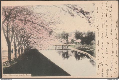 Cherry Blossom At Akasaka Tokyo 1905 Postcard For Sale On Delcampe