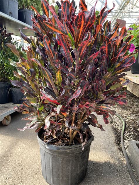 Croton ‘mammy Codiaeum Variegatum 10″ Pot Tropicalshouseplants