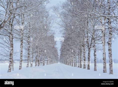 White Birch Trees By Road In Winter Stock Photo Alamy