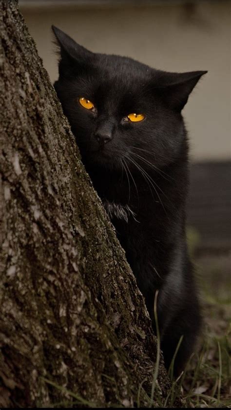 94 Best Beautiful Bombay Cats Images On Pinterest