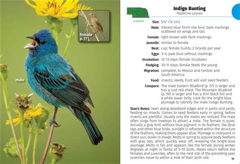 Birds Of Nebraska Field Guide Adventurekeen Shop