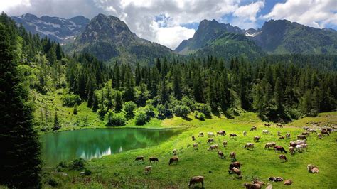 Green Leafed Trees Nature Landscape Trees Forest Alps Italy