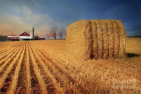 Reap the Harvest Photograph by Lori Deiter