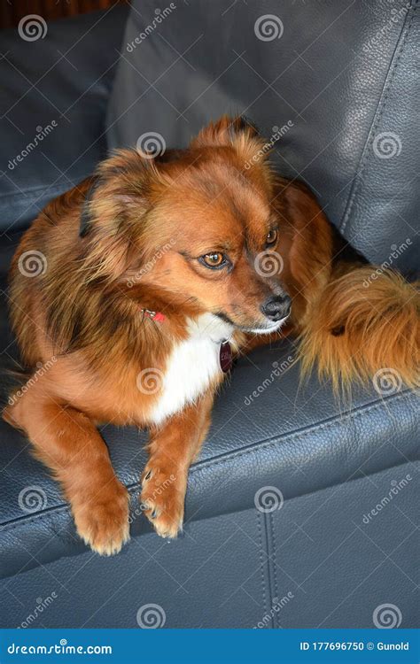 Little Puppy Dog Observes His Surrounding Stock Photo Image Of