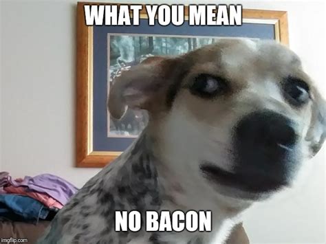 What You Mean Dog Memes Imgflip