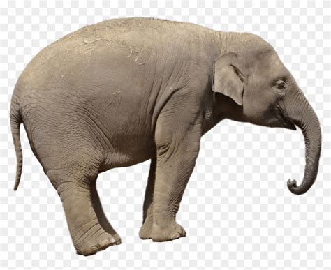 Animals Gambar Gajah Background Putih Hd Png Download 1280x850