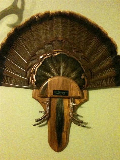 Cordrays Get This Fan Beard And Feet Turkey Mount For 100 From