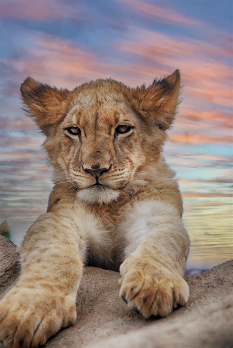 Cute Lion Cubs Wallpapers