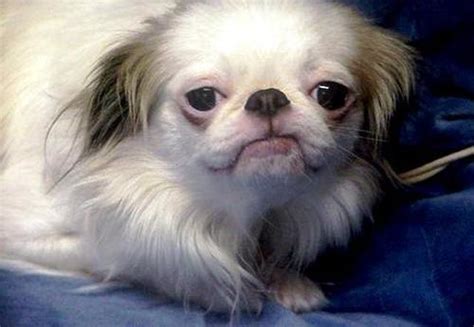 Japanese Chin Puppy For Sale Adoption Rescue For Sale