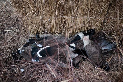 Goose Hunting In Queen Anne S County Md Goose Hunter Mak Flickr