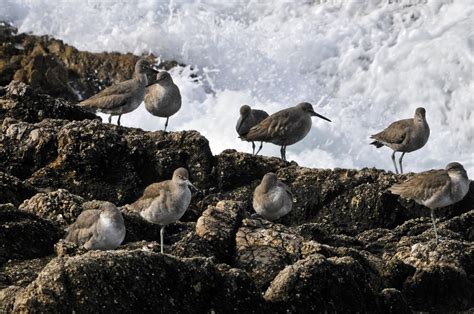 Birds Rock And Ocean Free Stock Photo Public Domain Pictures